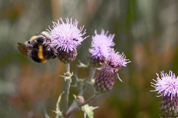 Bee and Beetle on Thistle.jpg